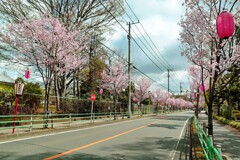 若返った桜並木