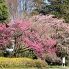 穏やかな春の日に