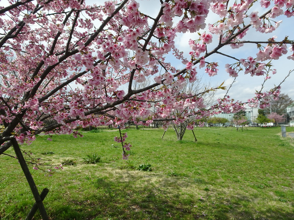 思川・・・鈴ちゃんへ