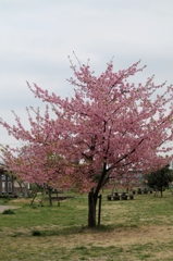 まだ美しい河津桜
