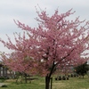 まだ美しい河津桜
