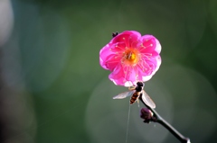 紅梅ほころぶ