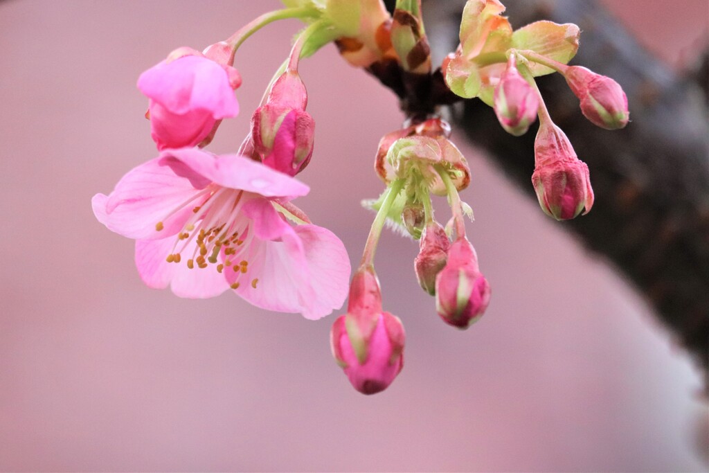 桜咲く