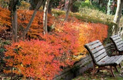 ドウダンツツジの紅葉