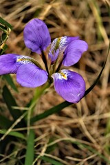 冬に咲く花・寒菖蒲