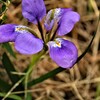 冬に咲く花・寒菖蒲