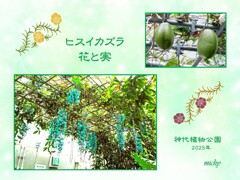 人工授粉で結実に成功！