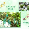 人工授粉で結実に成功！