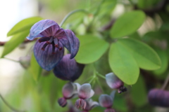 アケビが咲きました（雌花）