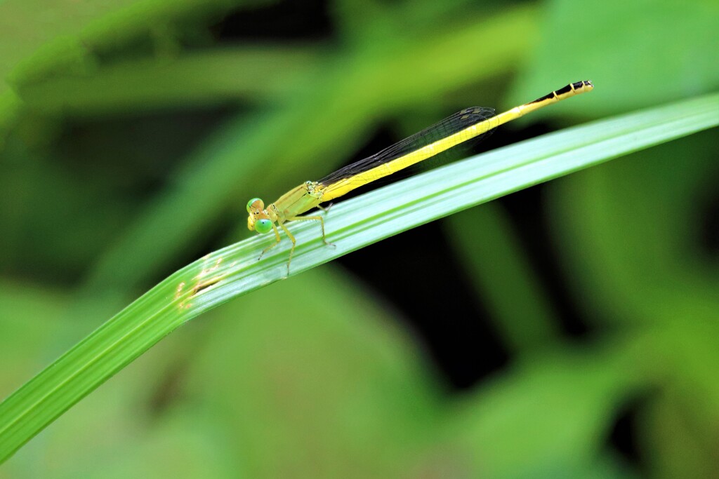 キイトトンボ・黄糸蜻蛉