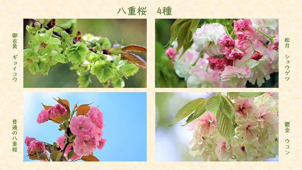 八重桜　4種