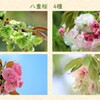 八重桜　4種