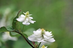 庭の花・八重咲ドクダミ