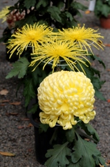 菊・・厚物（あつもの）