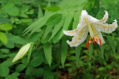 芳香に酔う