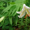 芳香に酔う