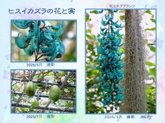 ヒスイカズラの花と実