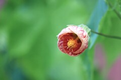 ショウジョウカ・猩々花