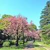 八重桜咲く頃