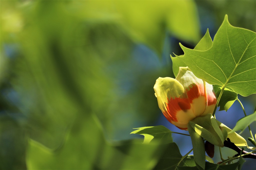 ユリノキの花（１）