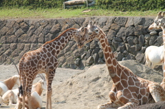 ママが恋しいワビスケくん