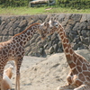 ママが恋しいワビスケくん