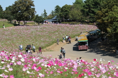 コスモス祭り