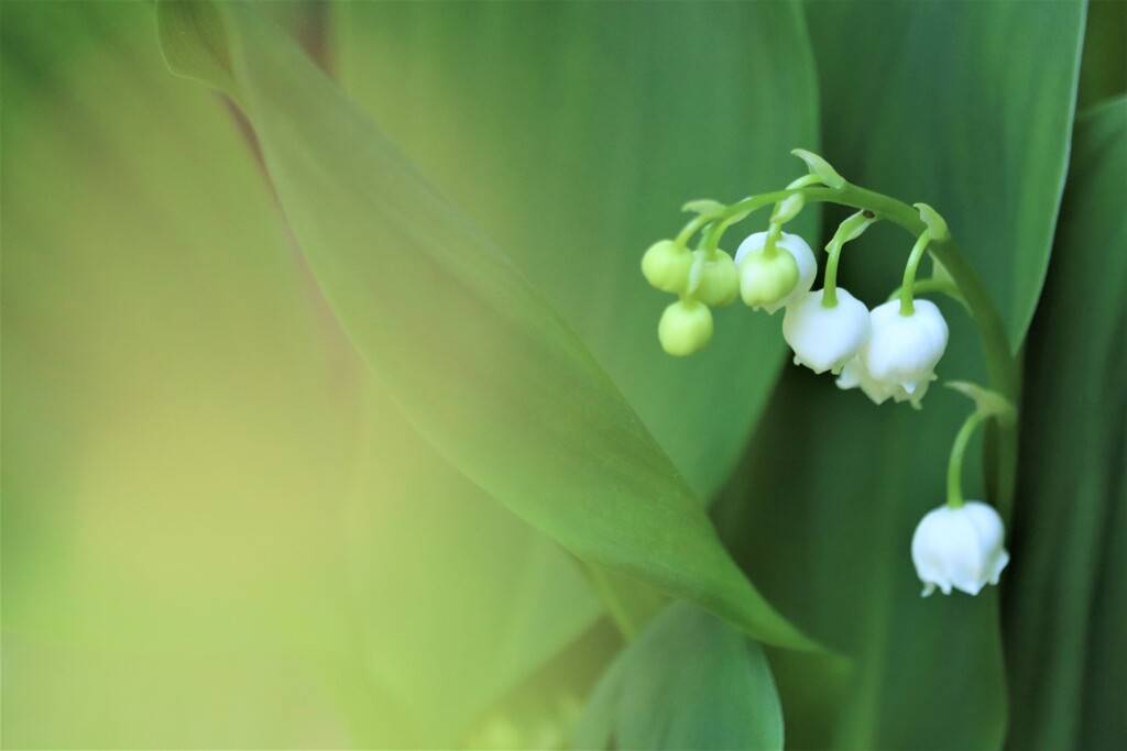 幸せを呼ぶ花