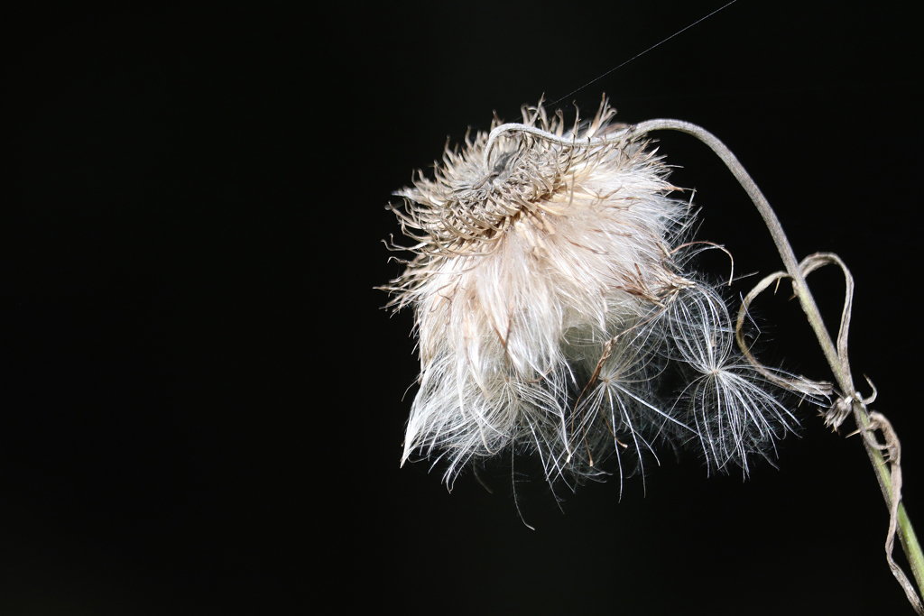 野アザミの綿毛