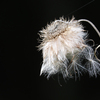 野アザミの綿毛