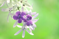 温室の花