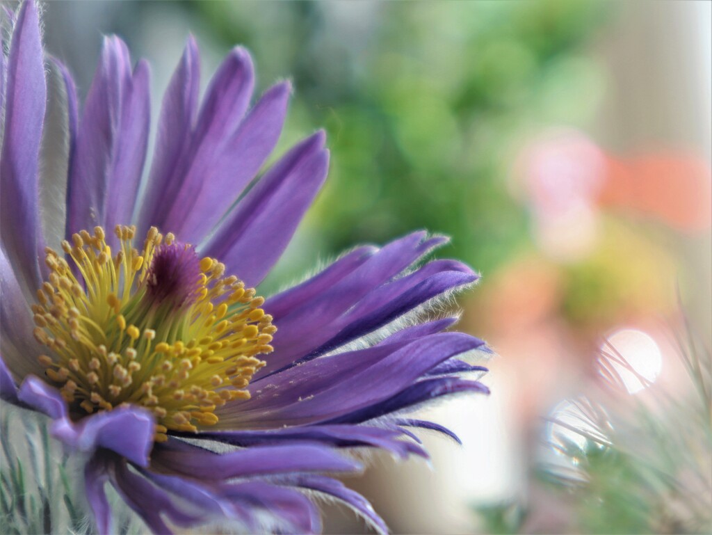 ウクライナ生まれのお花