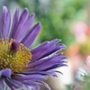 ウクライナ生まれのお花