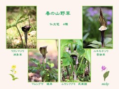 春の山野草