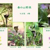 春の山野草