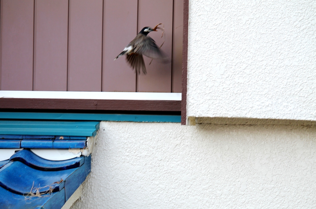 Nest Building 2