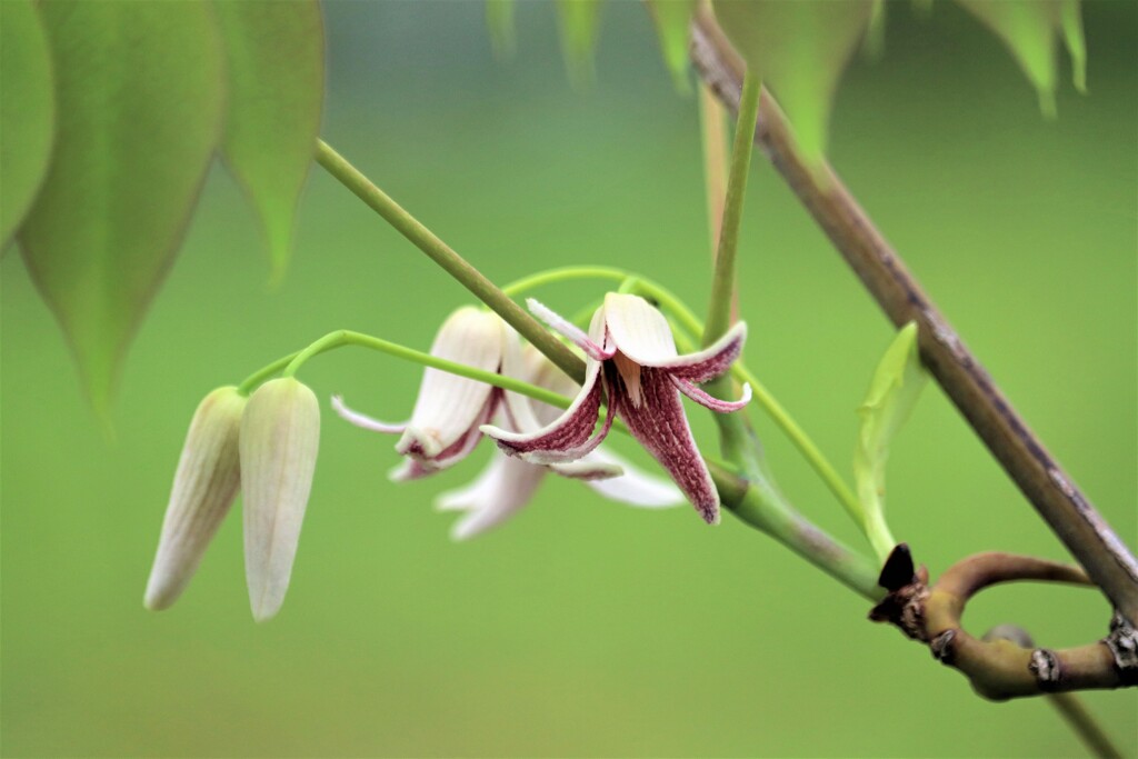 郁子(ムベ)の花