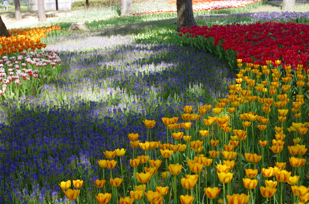 国営ひたち海浜公園_2015_06