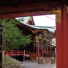 根津神社　2015　春　16