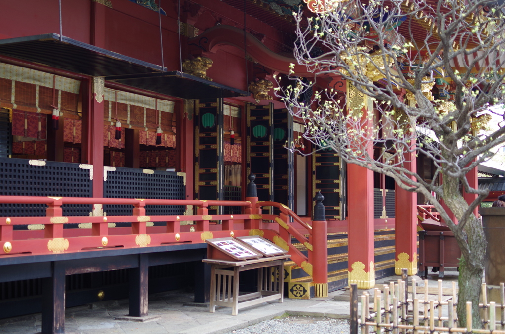根津神社　2015　春　14