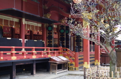 根津神社　2015　春　14