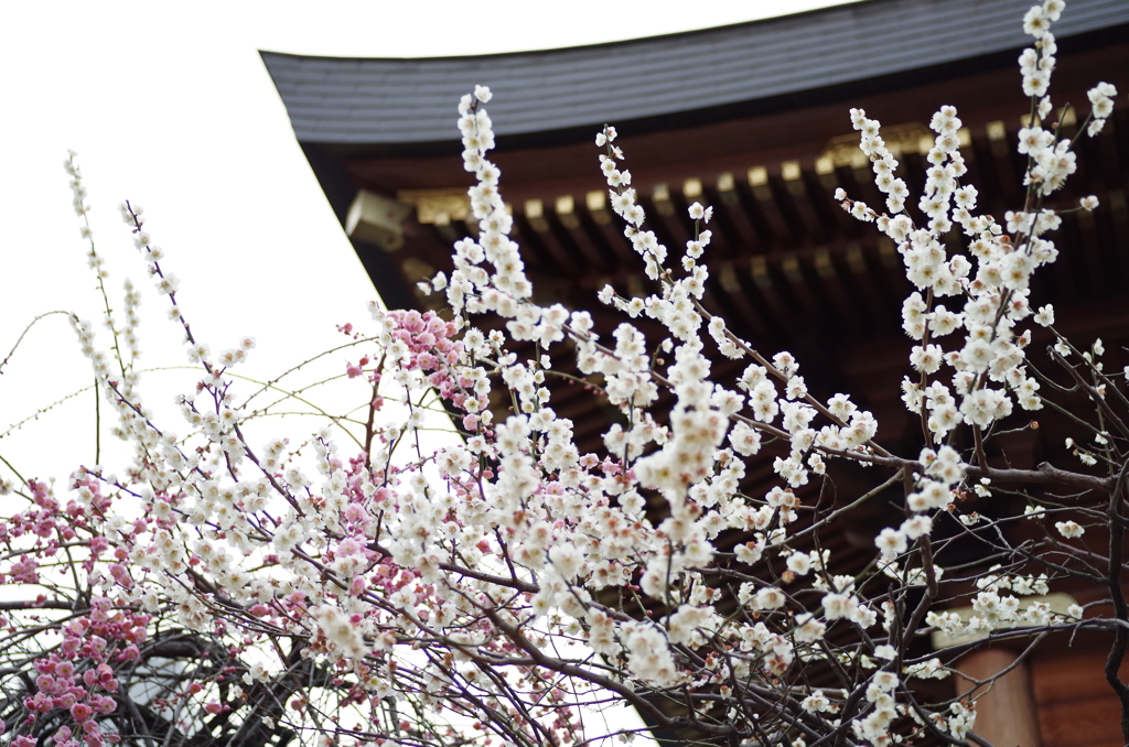 湯島天神梅まつり2015_11