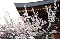 湯島天神梅まつり2015_11