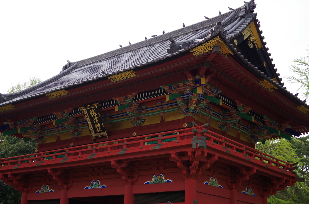 根津神社　2015　春　29