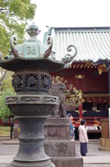 根津神社　2015　春　09