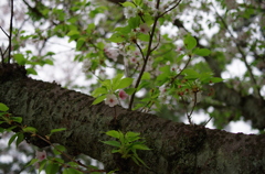 三溪園_50