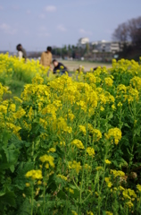 横浜の春2015_03