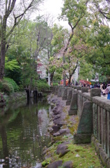 根津神社　2015　春　17