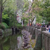 根津神社　2015　春　17