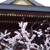 湯島天神梅まつり2015_18